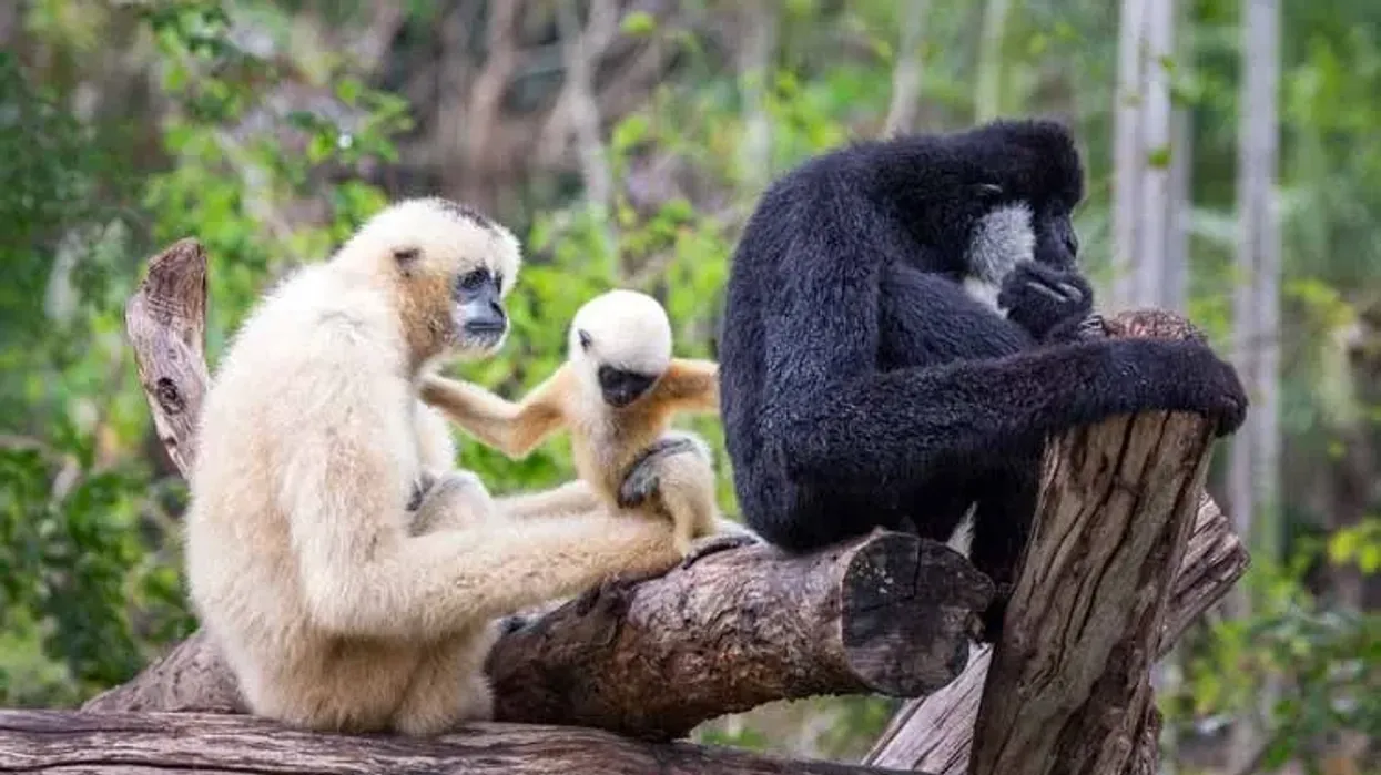 White-cheeked gibbon facts about the species native to South East Asia.