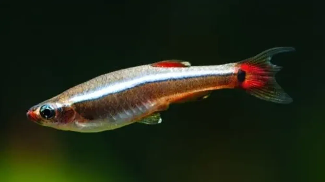 White cloud mountain minnow facts about small and colorful fish species.