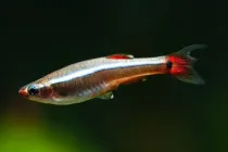 White cloud mountain minnow facts about small and colorful fish species.