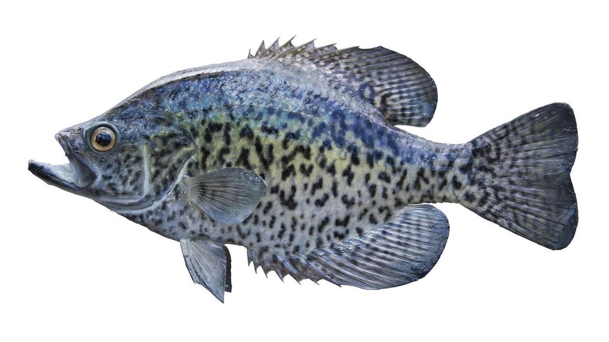 White Crappie facts are interesting
