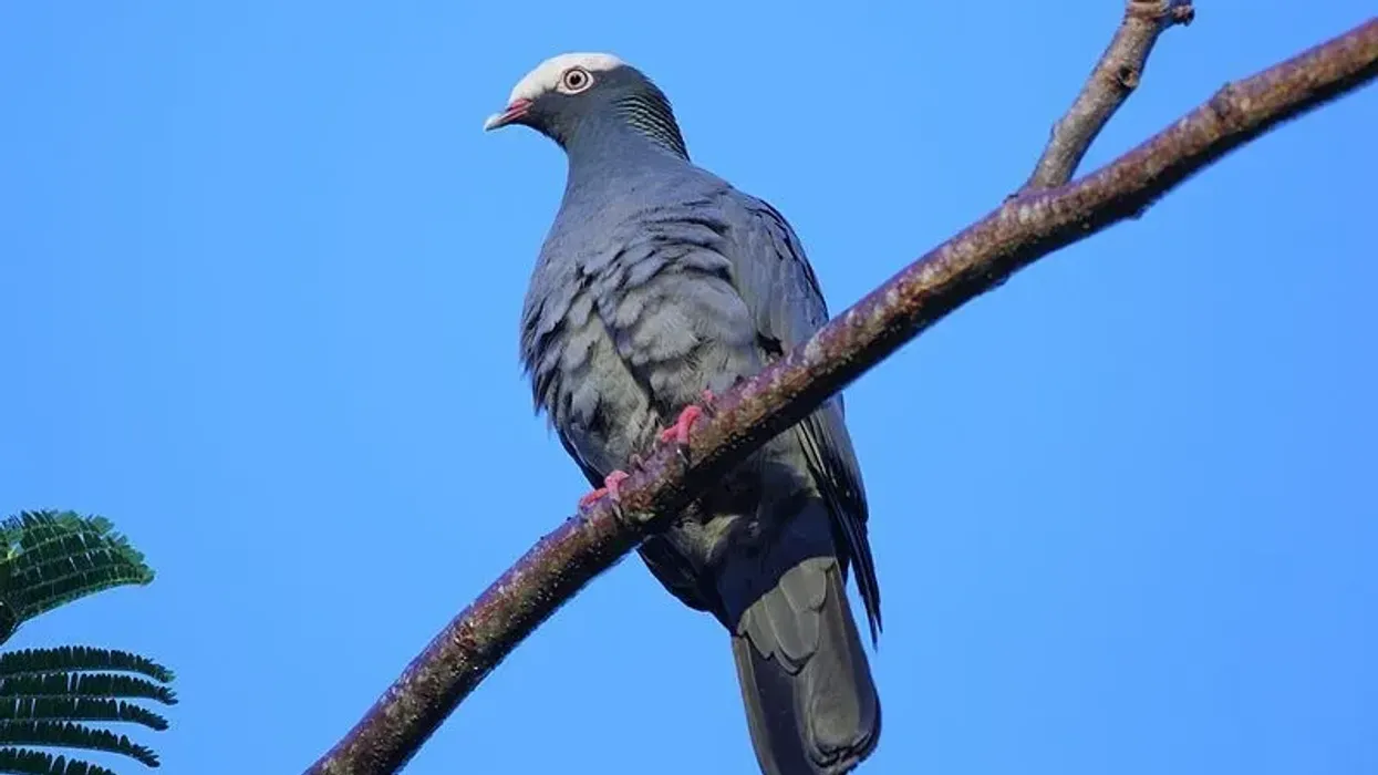 White-crowned pigeon facts; it is a strict frugivore and can fly great distances over water.