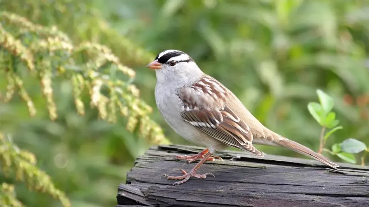 White-crowned sparrow facts like it is a perching bird with a special toe arrangement to help them stay stable up in trees are interesting.