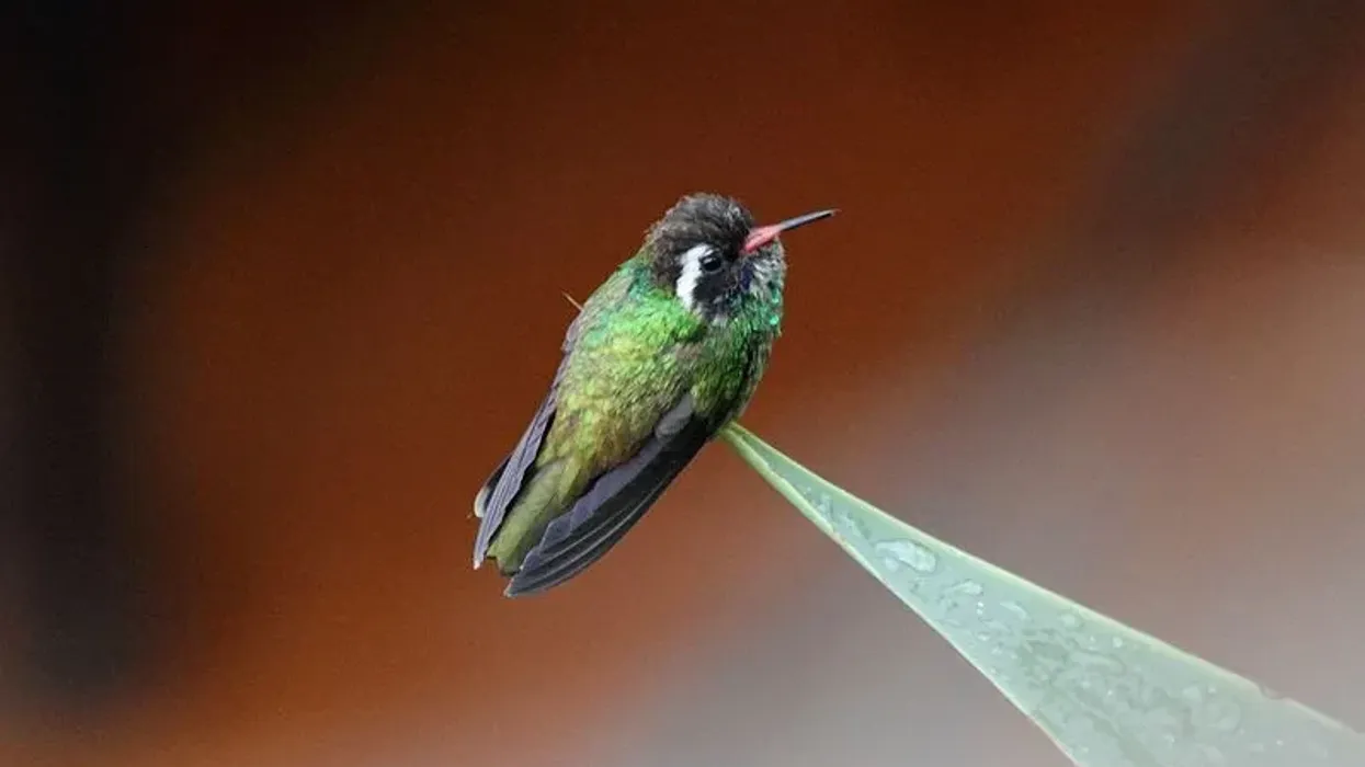 White-eared hummingbirds facts, scientifically known as Hylocharis leucotis. 