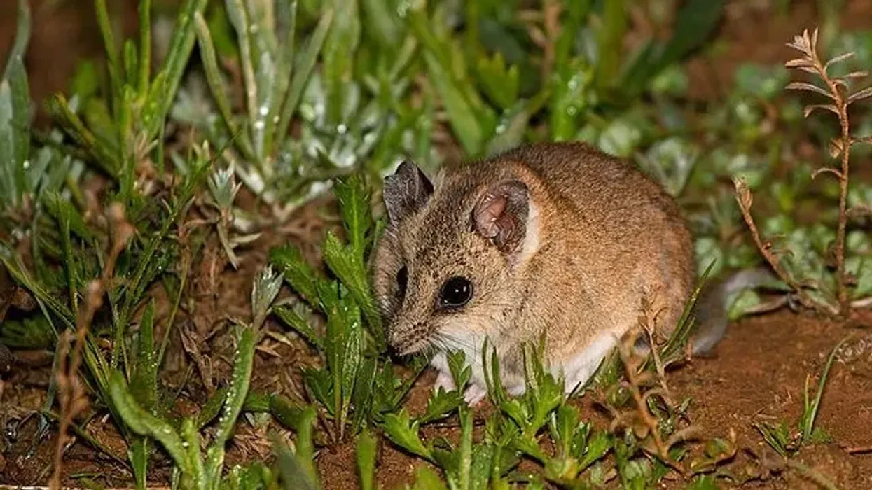 White-footed dunnart fats are interesting.