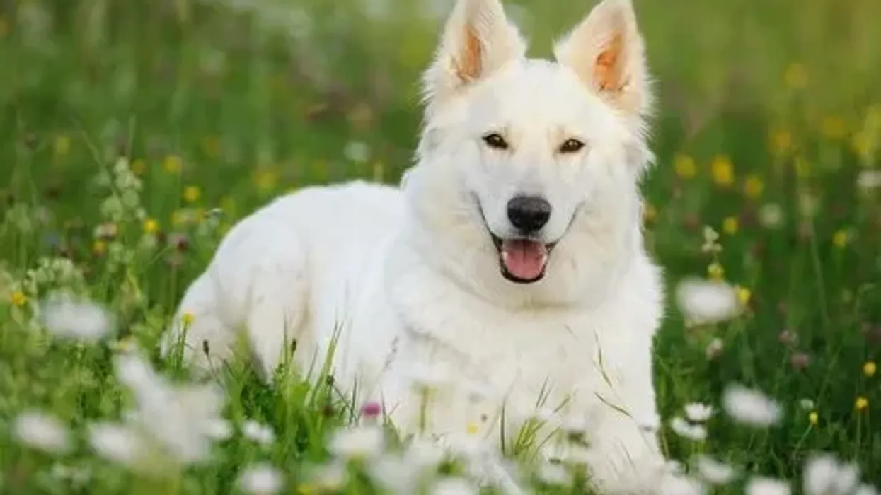 White German shepherd facts are informative.