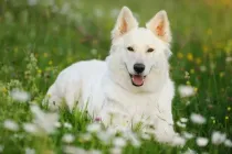 White German shepherd facts are informative.