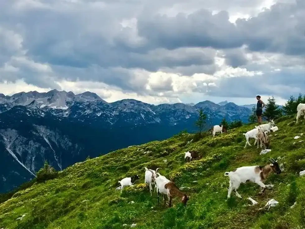 Interesting Goat Hair Facts And Uses You May Not Know