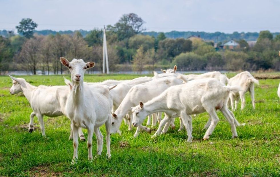 White goats in a meadow of a goat farm