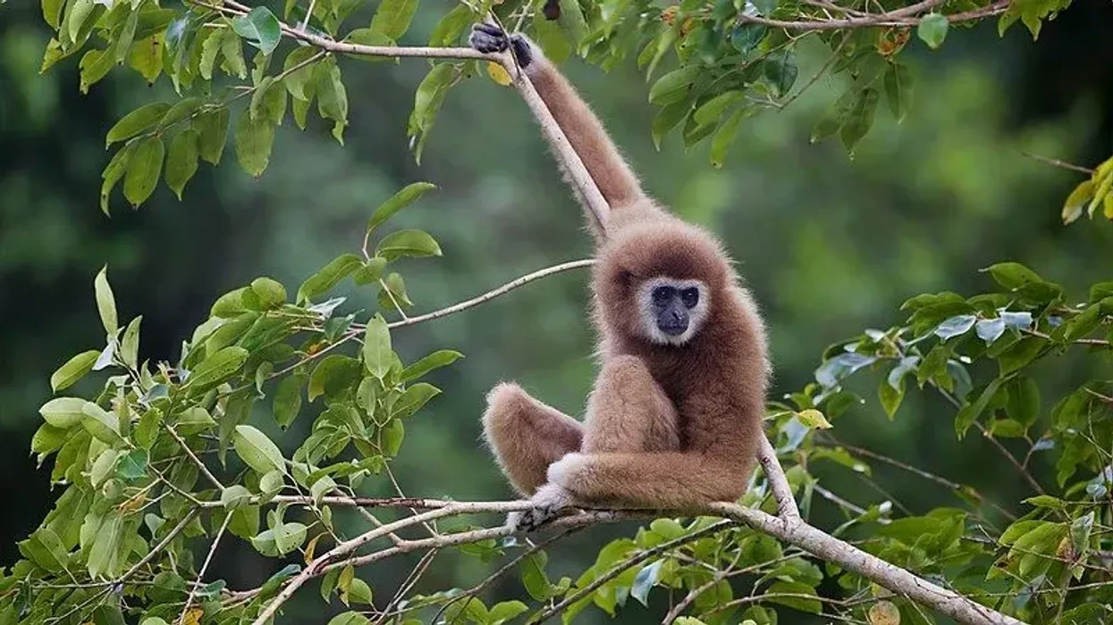 White-handed gibbon facts about the species found in dipterocarp forests, lowland, and sub montane rain forests.