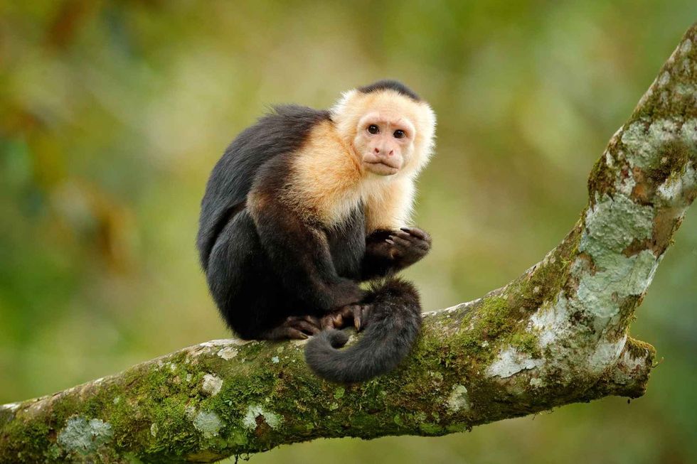 White-headed Capuchin sitting on a tree branch 