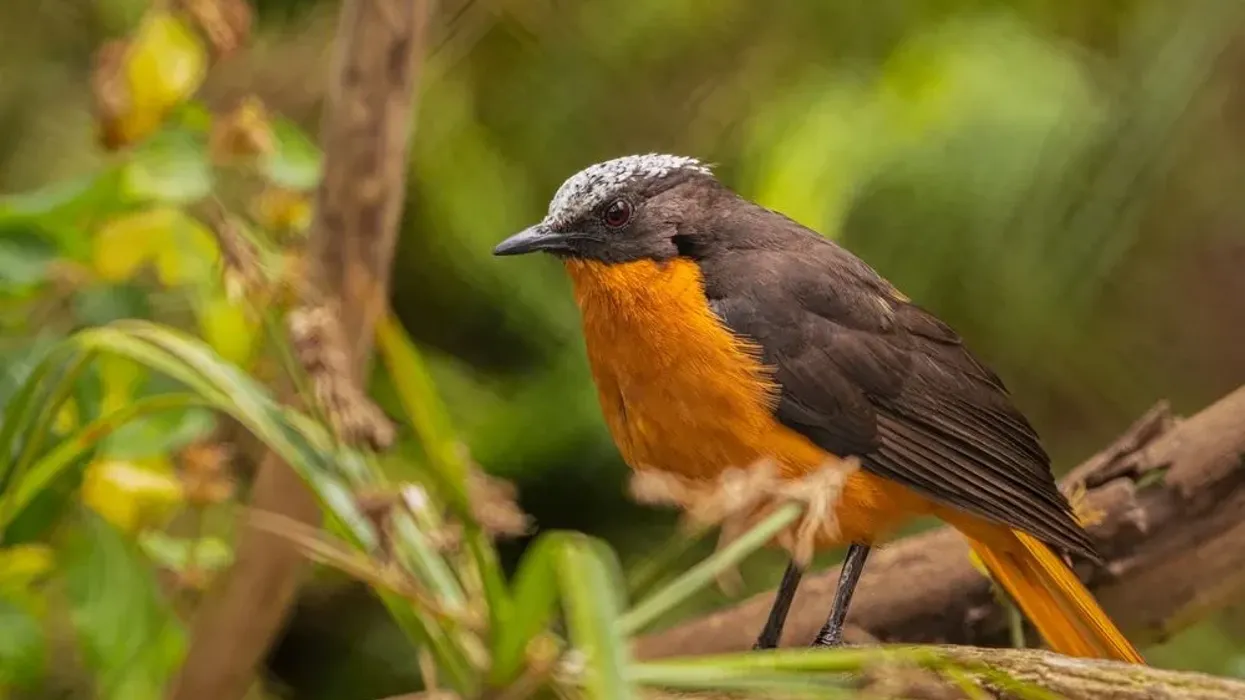 White-headed robin-chat facts on birds endemic to Angola and Congo.