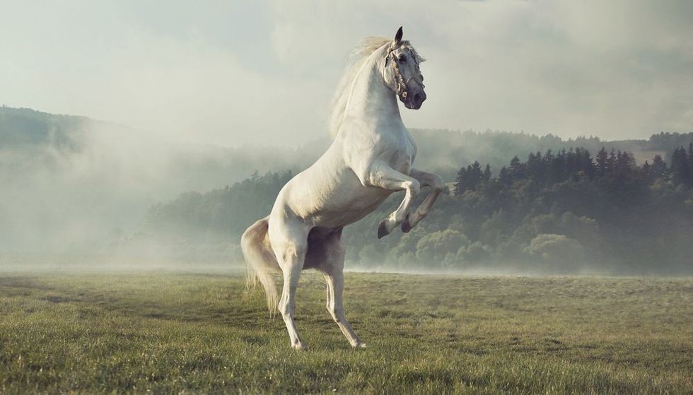 White horse in the field