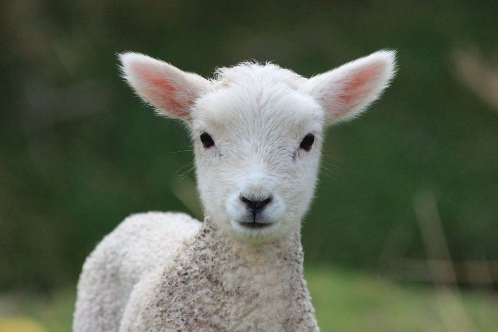White lamb in greenfield