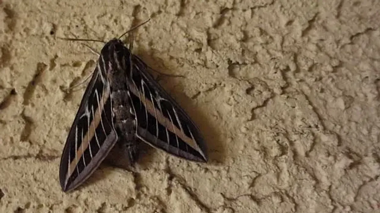 White-lined sphinx moths' facts illustrate their wide range of colors and geographic ranges
