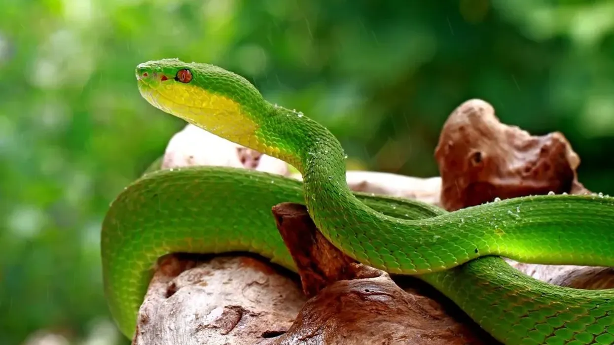 White-lipped pit viper facts on a species endemic to Southeast Asia.