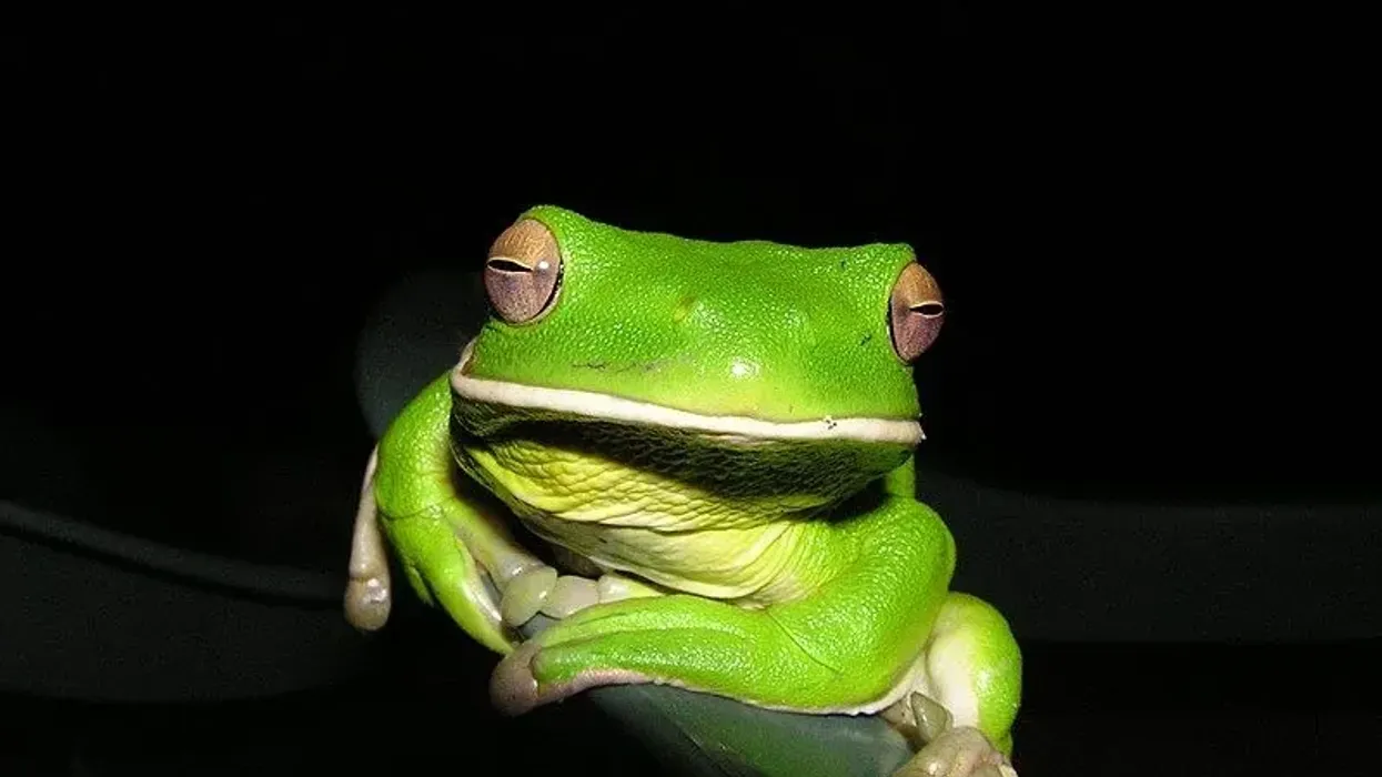White-lipped tree frog facts about Australia's largest native frog species.