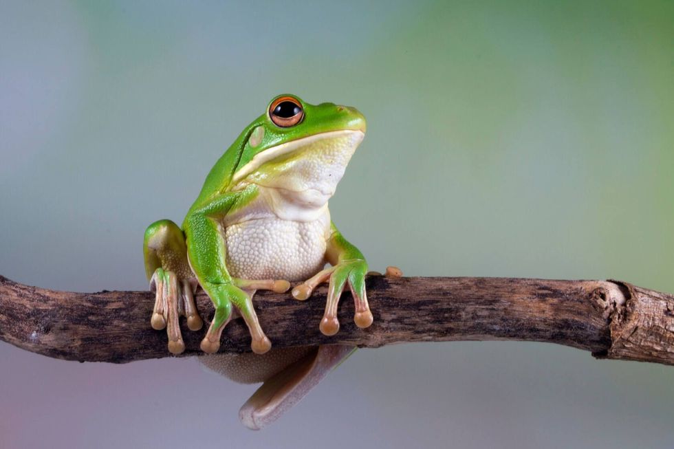 White lipped tree frog on branch.