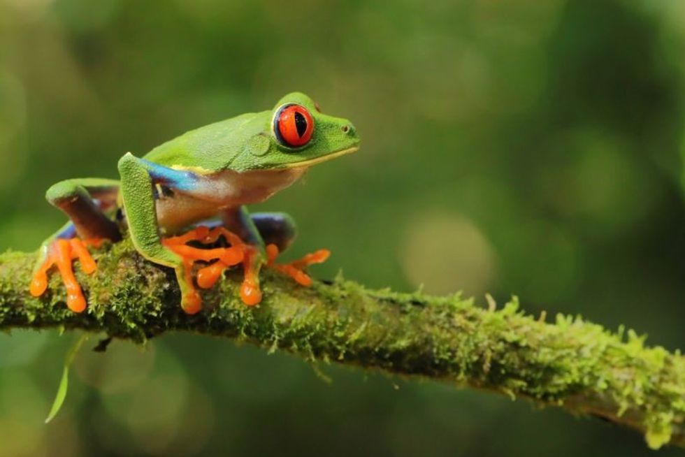 White lipped tree frog on branch