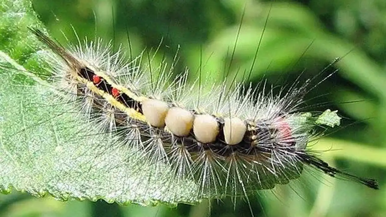 White Marked Tussock Moth Fact File