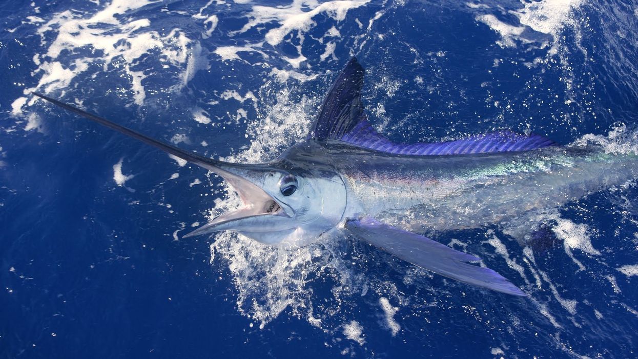 White marlin facts about the Atlantic Ocean's migratory species.