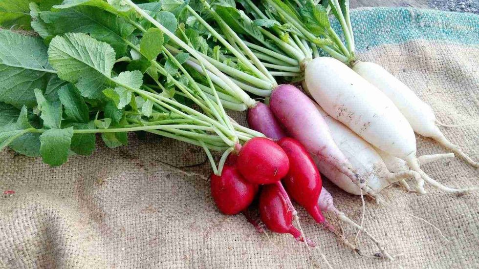 White onion and radishes