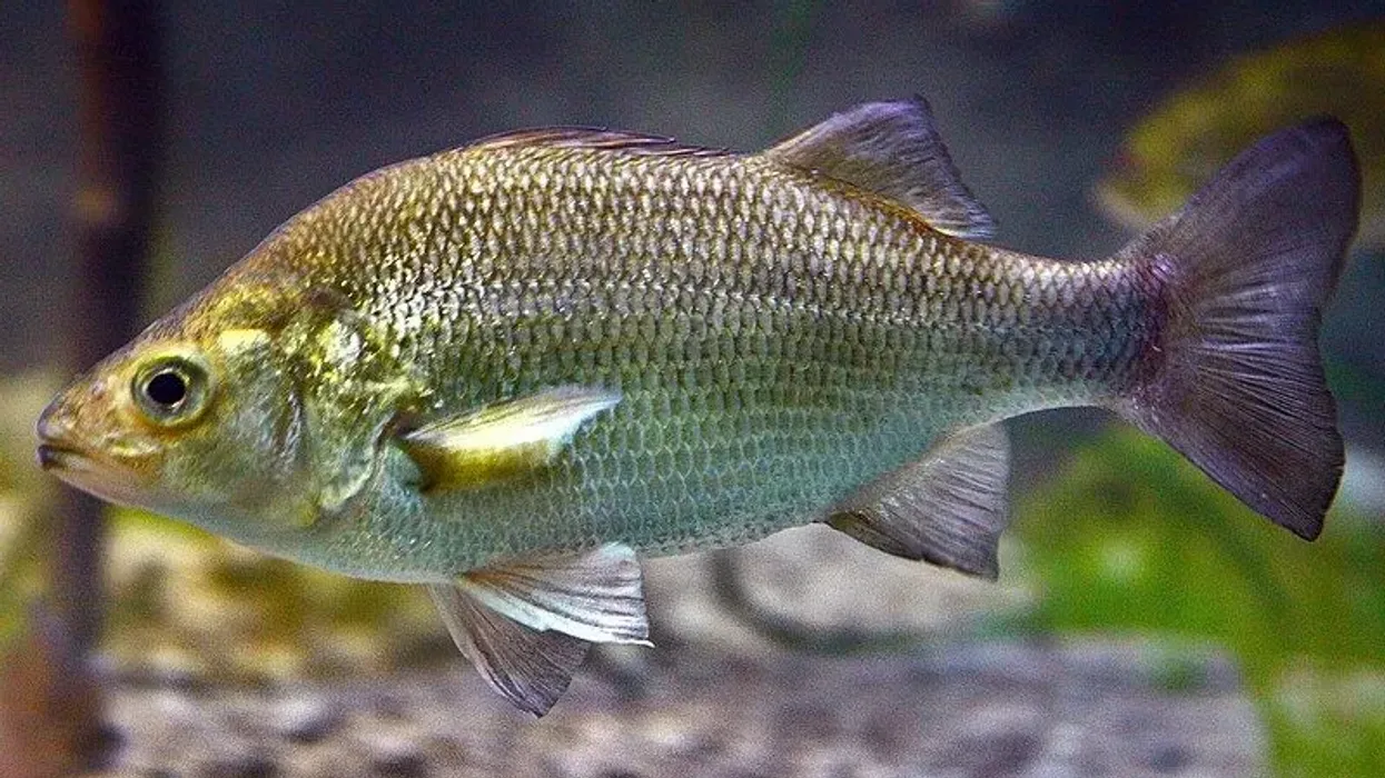White perch facts like it has a broad, silvery body are interesting.