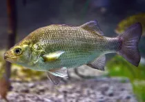 White perch facts like it has a broad, silvery body are interesting.