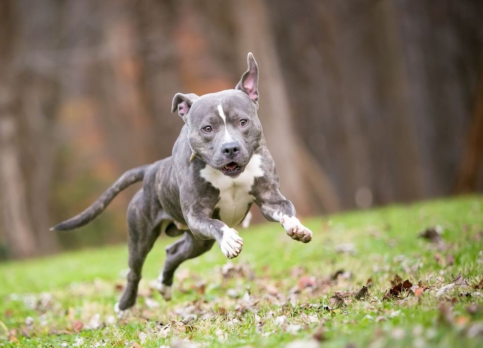 White Pit Bull Terrier mixed breed dog leaping and running outdoors