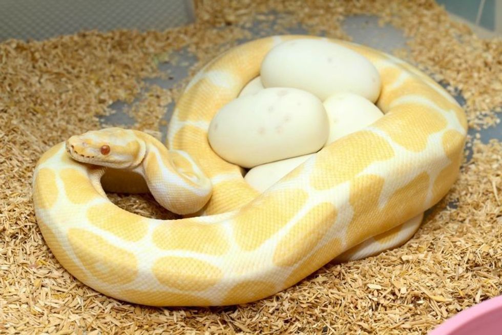 white python female incubates her eggs