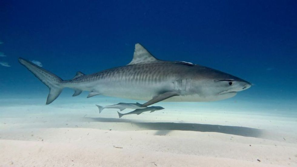 White shark swimming and looking for prey
