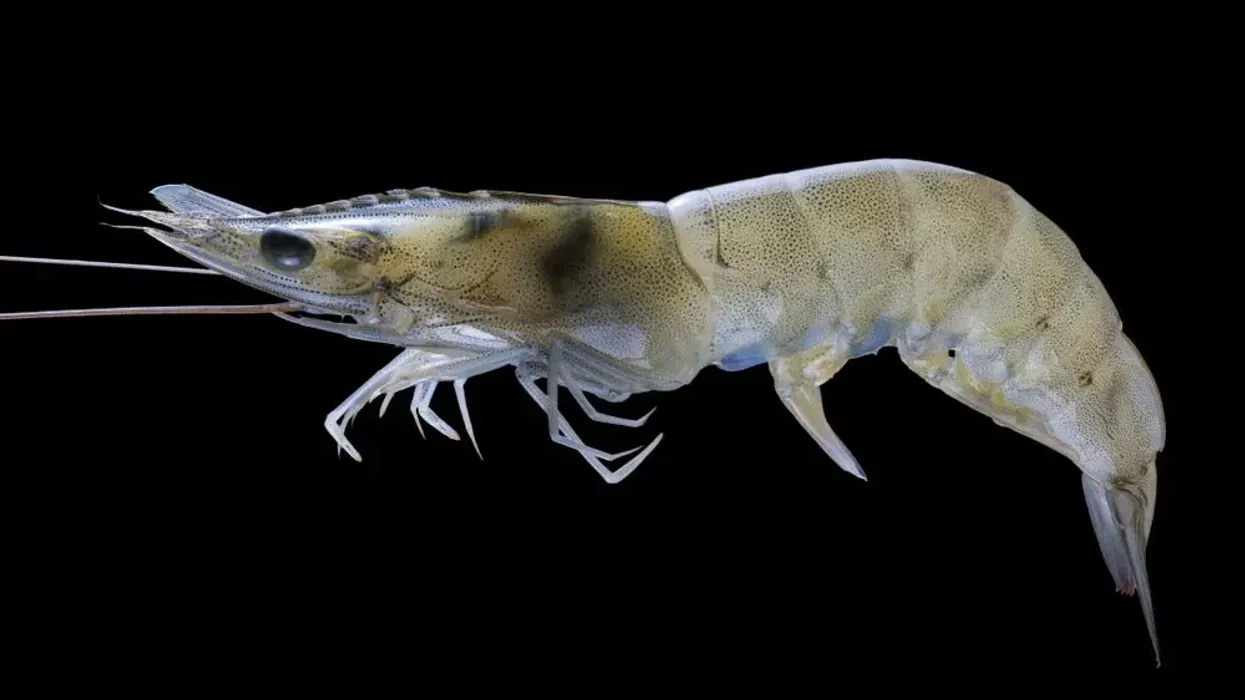 White shrimp facts are fascinating to learn about.