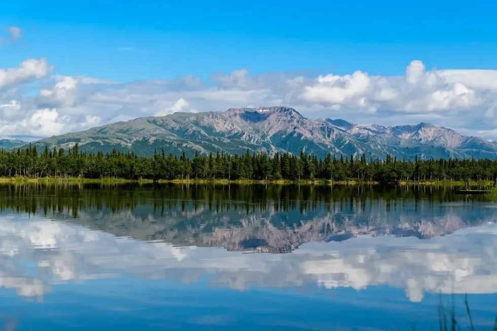 White snow-covered trees are a beautiful sight. Learn more about the Alaska state tree here below.