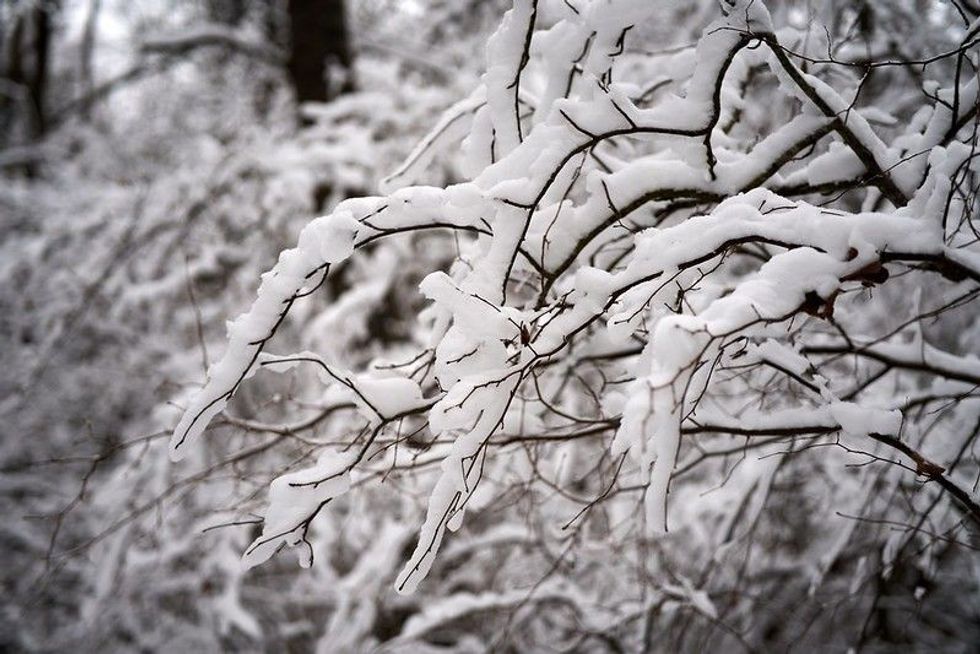 White snow on a bare tree branches on a frosty winter day