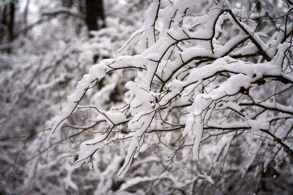 White snow on a bare tree branches on a frosty winter day