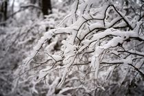 White snow on a bare tree branches on a frosty winter day