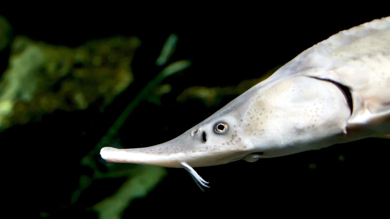 White sturgeon facts will blow you away.