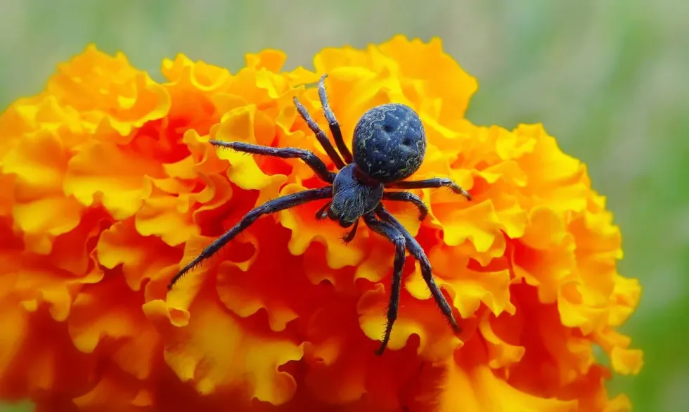 White-tail spider facts have been covered well in various medical journal publications.