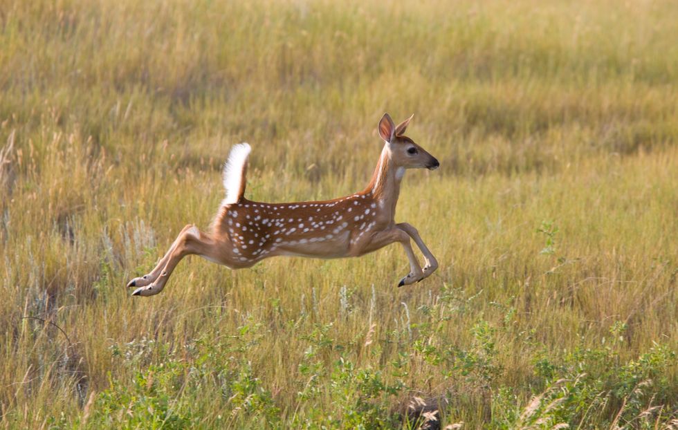 White tailed Deer fawn running in field.