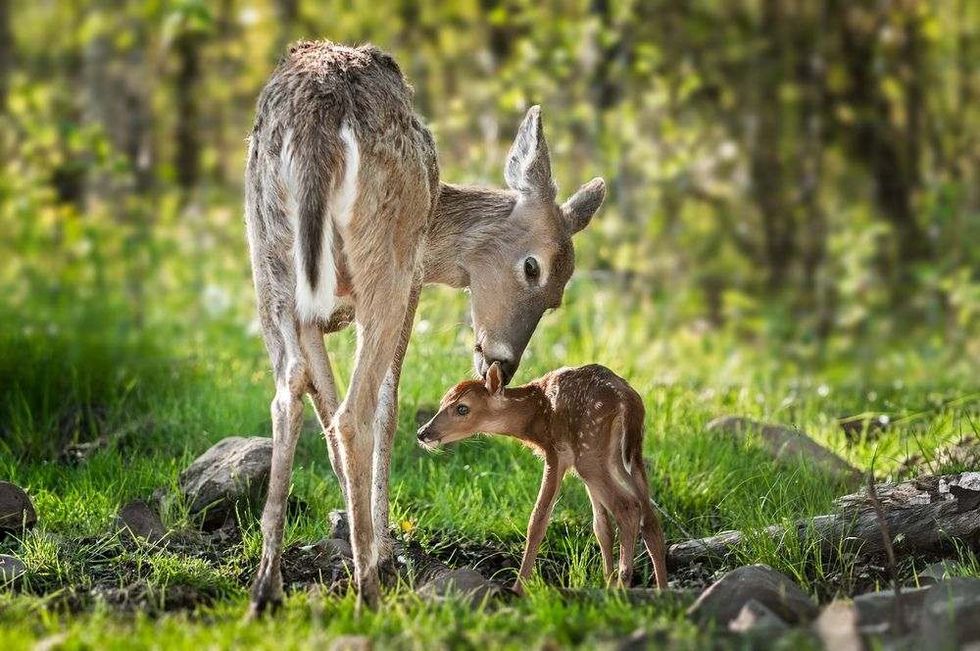 White Tailed Deer Sniffs Behind Fawn's Ears