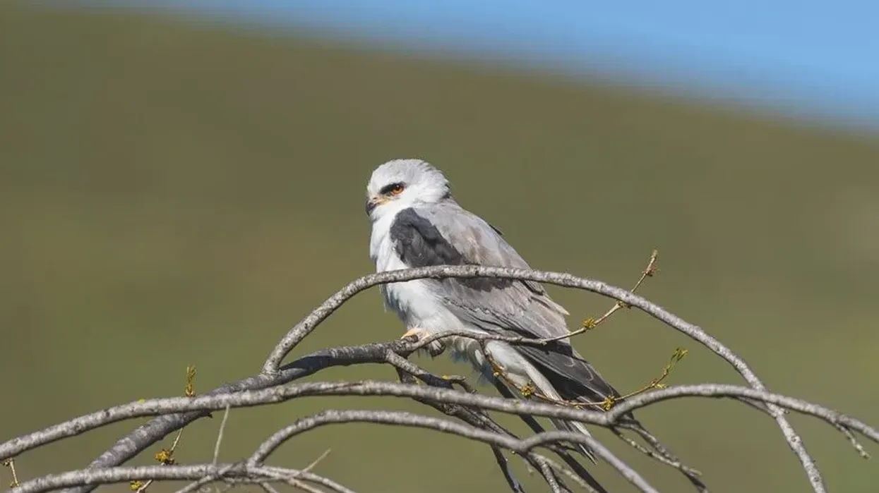White-tailed kite facts are mesmerizing.