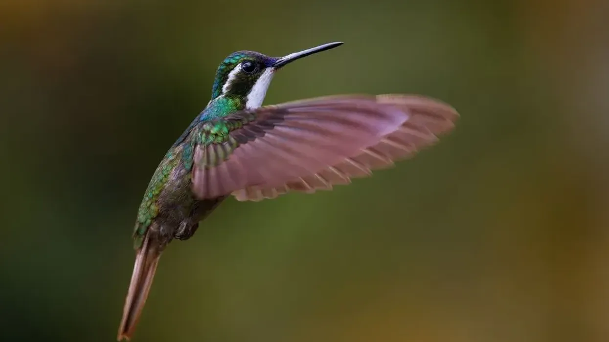 White-throated hummingbird facts tell us that these birds are not found in places of the United States like Texas and Wisconsin.