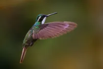 White-throated hummingbird facts tell us that these birds are not found in places of the United States like Texas and Wisconsin.