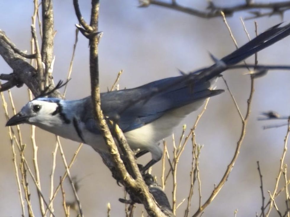 Fun White-throated Magpie Jay Facts For Kids | Kidadl