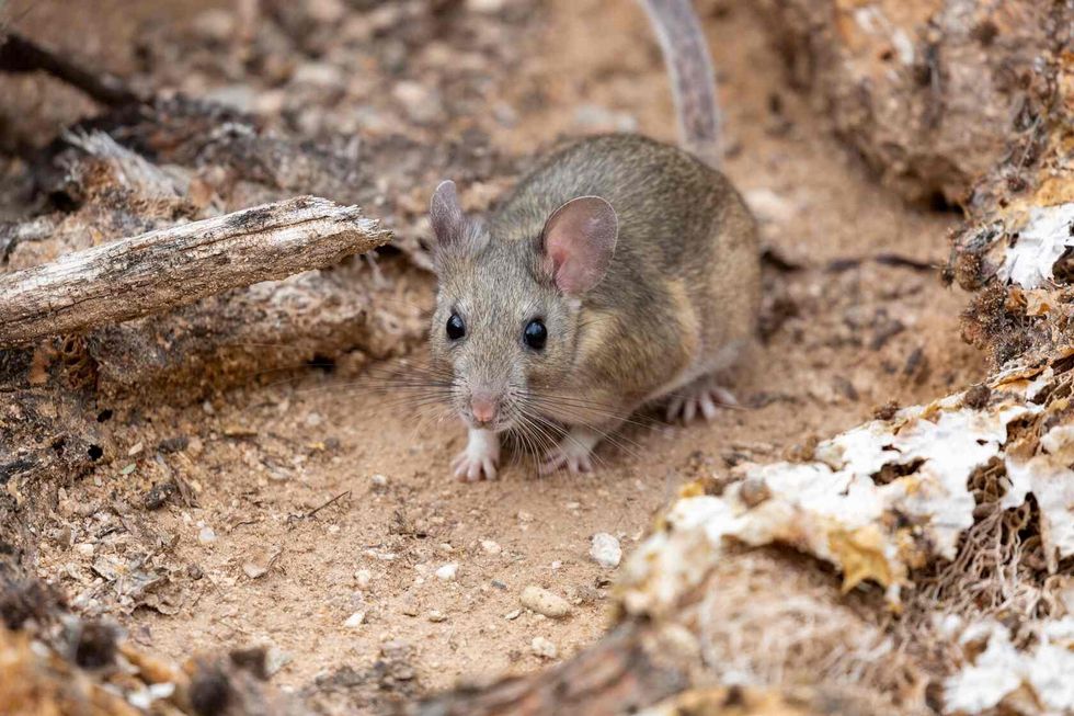 White-throated woodrat.