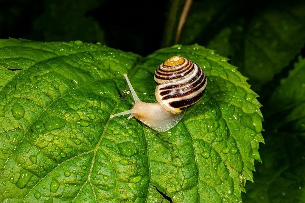 White tipped snail on fresh leaf.