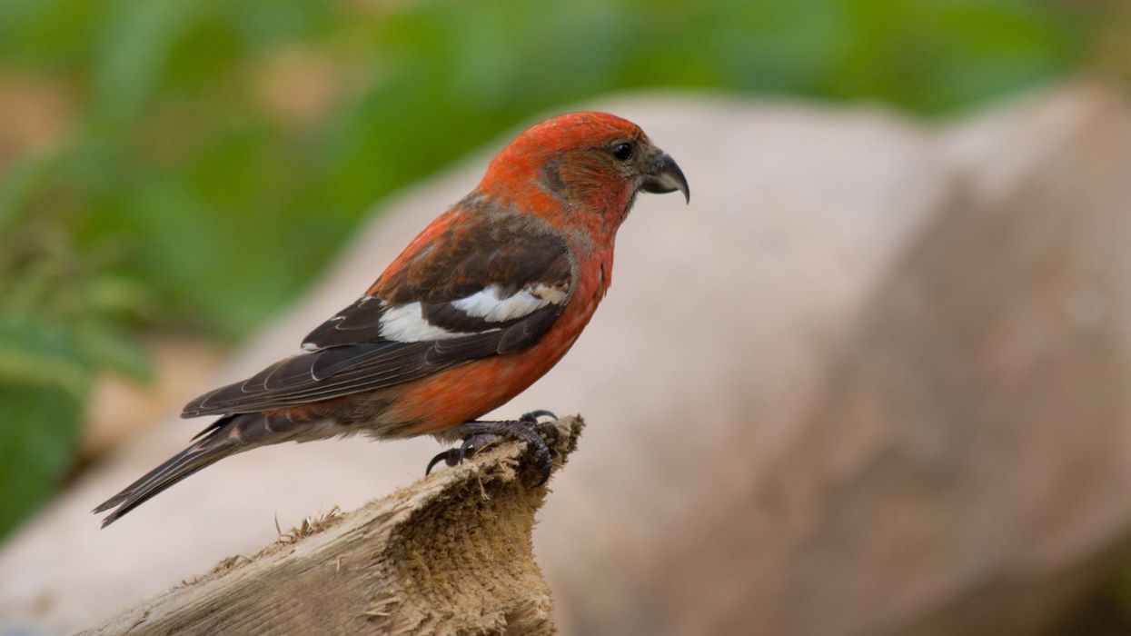 White-winged crossbill facts for kids are extremely interesting.