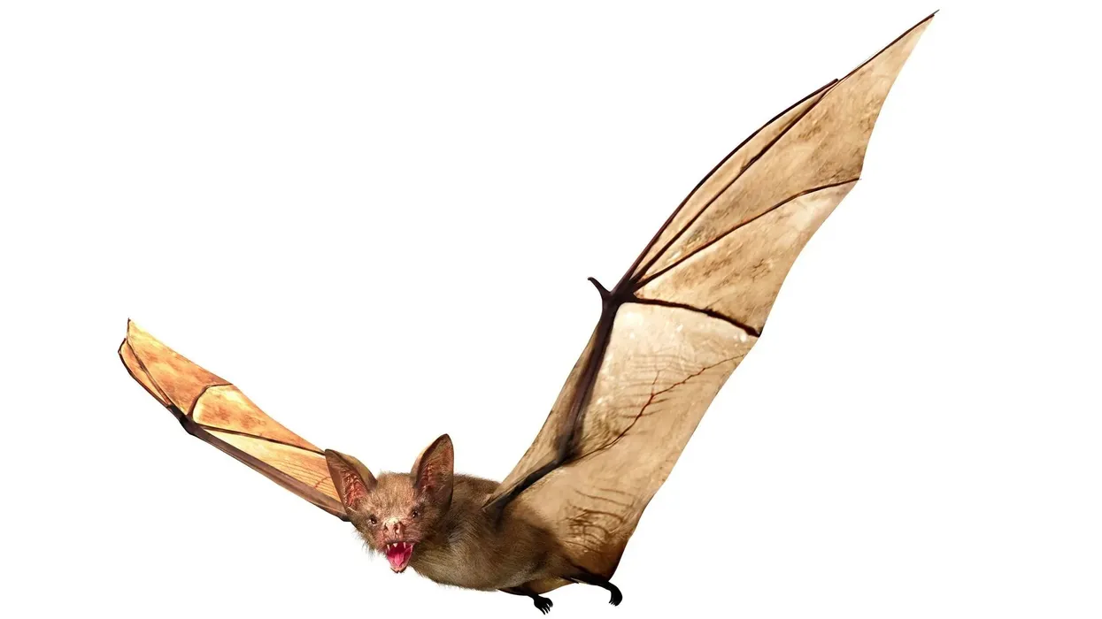 White-winged vampire bat facts make for a good read.