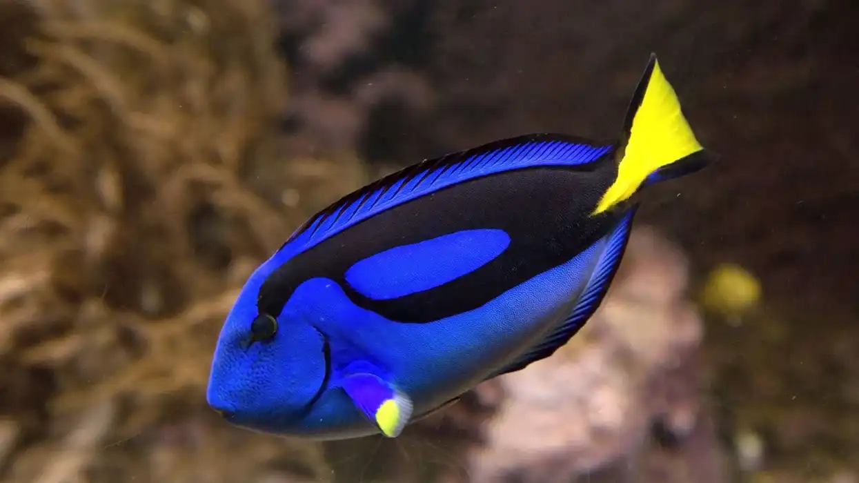 Whitetail bristle tooth tang facts shed light on this amazing fish.