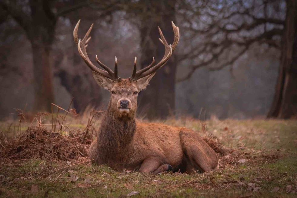 Whitetail deer are known to breed in their second year