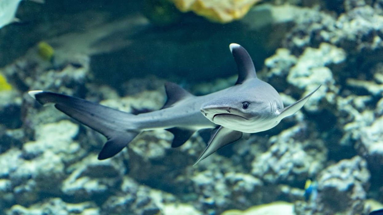 Whitetip Reef Shark interesting facts